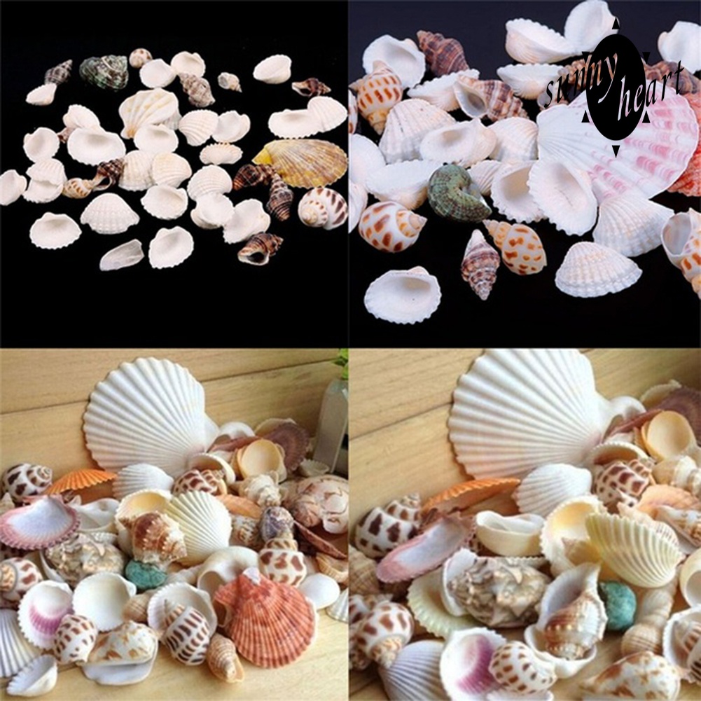 100g Vỏ Ốc Vỏ Sò Nhiều Màu Dùng Để Trang Trí Bể Cá Cảnh Độc Đáo