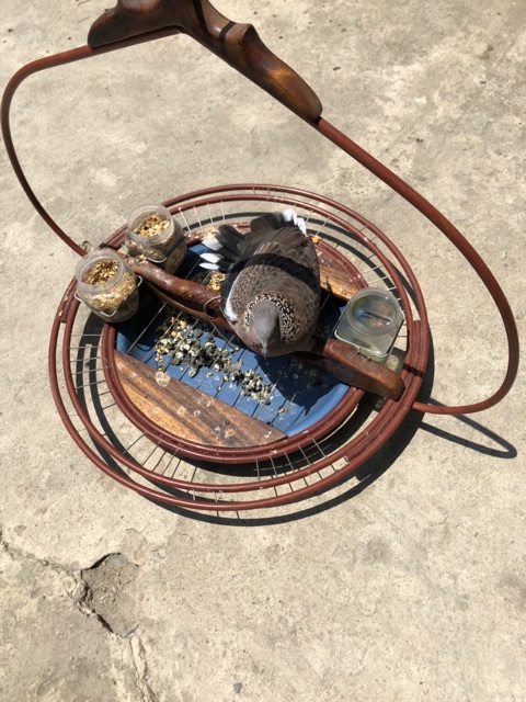 Ngũ cốc trộn 14 loại hạt cho chim cu gáy