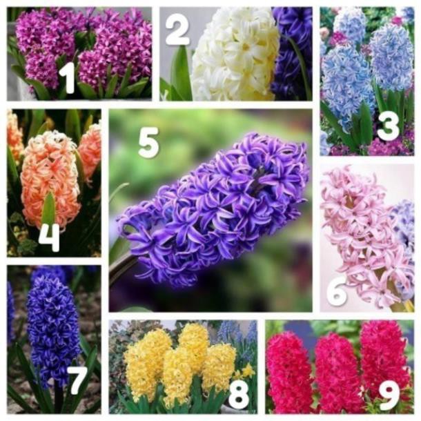 Bộ 20 bình tiên ông .