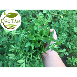 [Trà hoa sấy lạnh] Bạc Hà sấy lạnh (Túi zip tiện lợi)