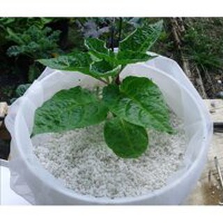 Đá Perlite - Đá Trân Châu Namix (400gr)