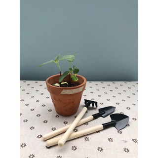 Dụng cụ làm vườn mini