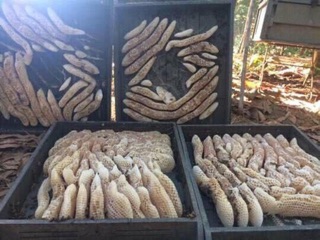 Mật ong nguyên chất daklak