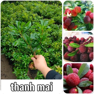 Cây thanh mai cao 60-70cm mua 5 cây tặng 1 cây