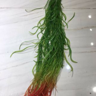 combo 6 mai mỹ + dây thừng