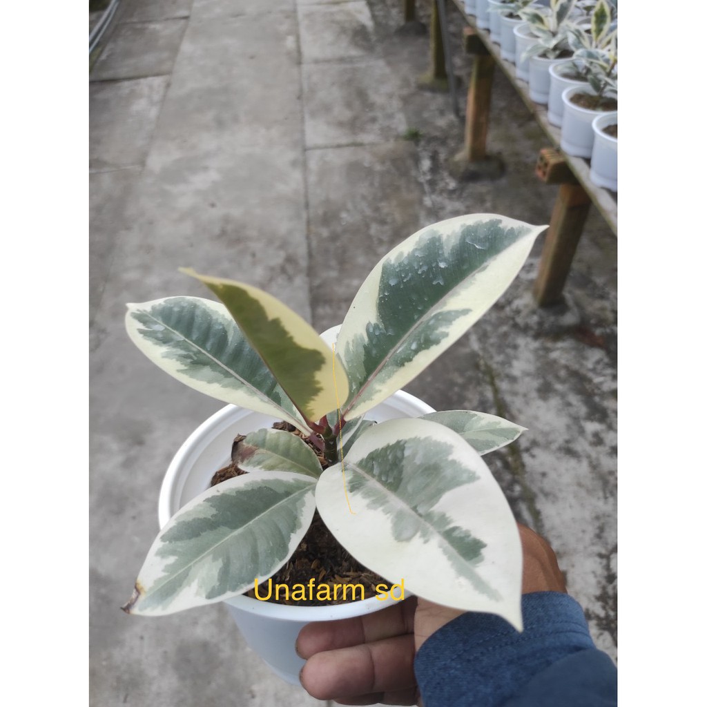 Cây đa búp cẩm thạch