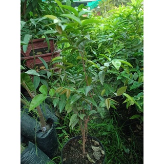 cây nho thân gỗ đỏ 12 vụ cây giống nho thân gỗ