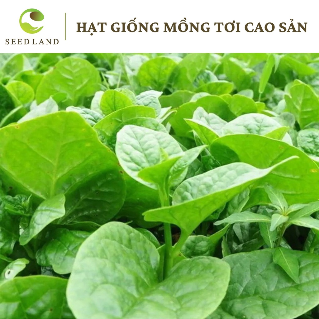Hạt giống mồng tơi cao sản - 10gr Seed Land nhập khẩu