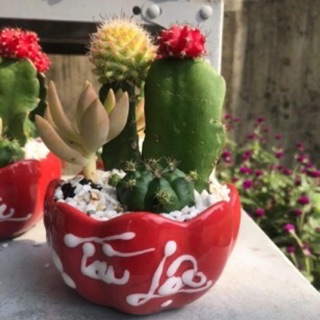 Xương  Rồng chậu sứ Tài Lộc