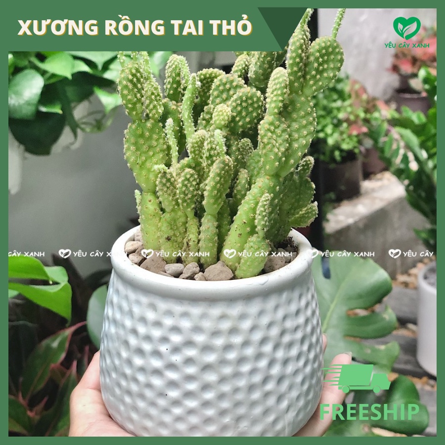 Xương Rồng Tai Thỏ