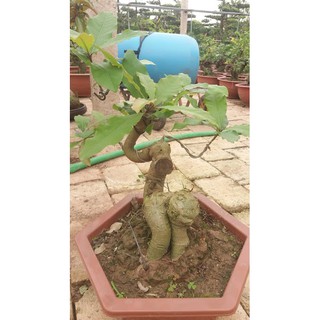 Lộc vừng bonsai