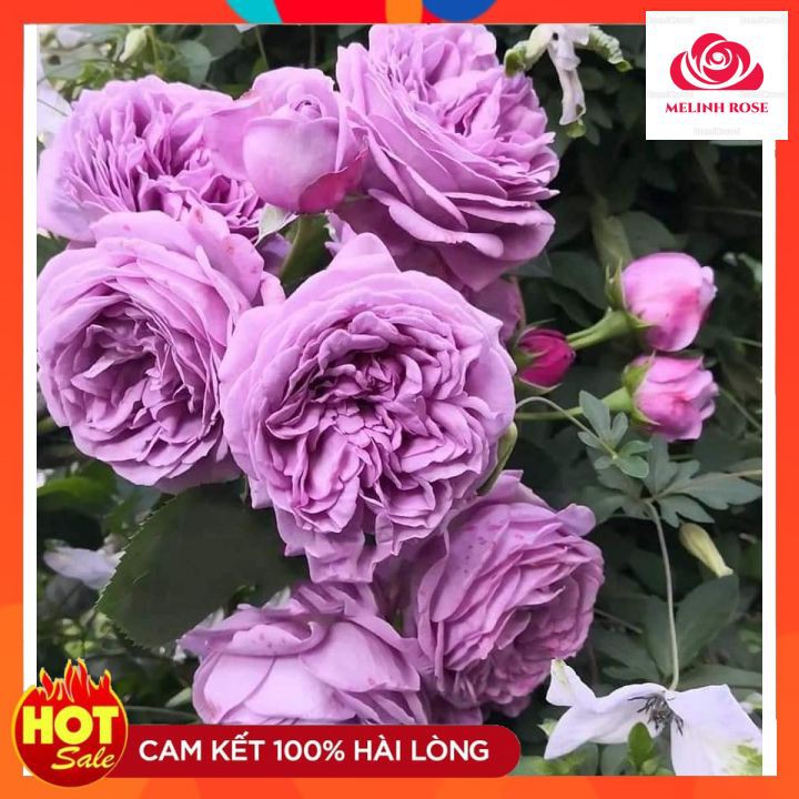 Hoa hồng ngoại Kinda Blue rose – Nàng thơ tím lavender hút hồn triệu tín đồ yêu hoa-Vườn Hoa Melinhrose