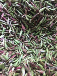 Trà Đuôi Rồng -250g