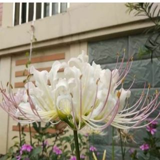 COMBO 20 CỦ HOA BỈ NGẠN
