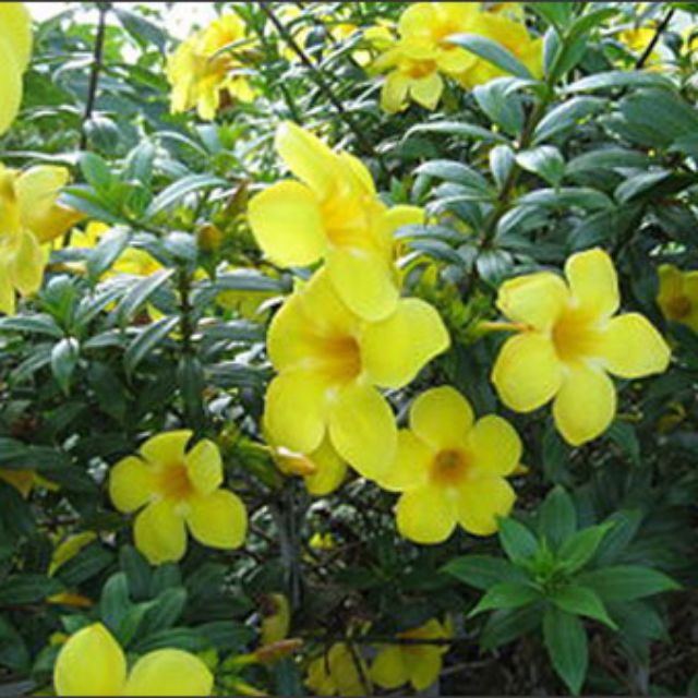 Chậu cây hoa huỳnh anh