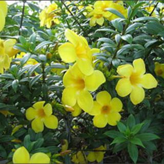 Chậu cây hoa huỳnh anh