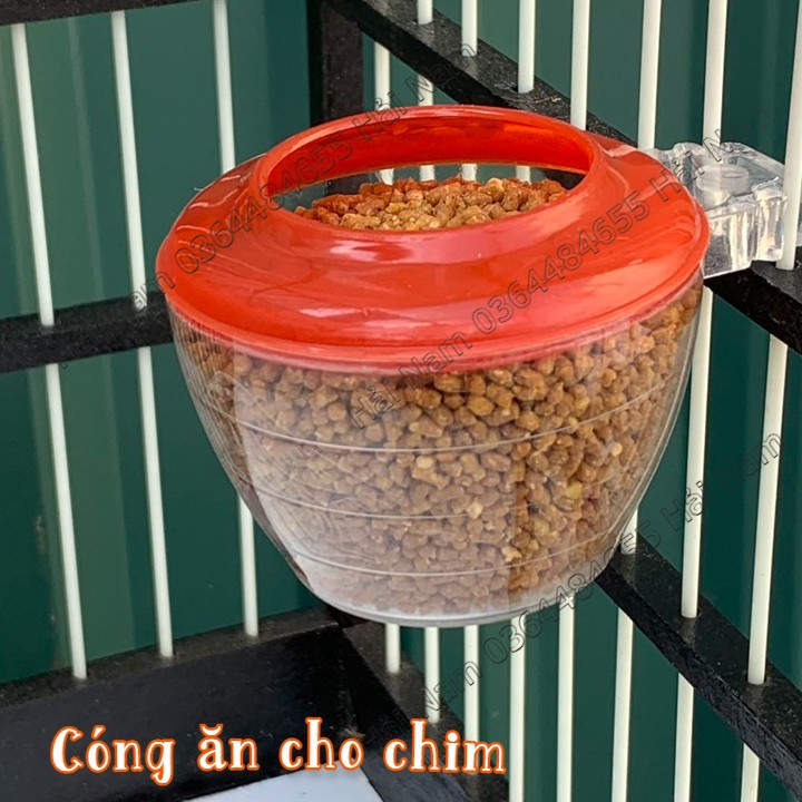 Cóng ăn cho chim, cóng chim chào mào viền đỏ