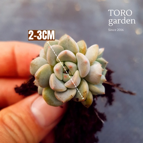 MẦM SEN ĐÁ DIỆP HÀ HƯ 1 ĐỔI 1 SIÊU CUTE