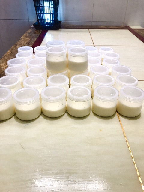 Set 200 hũ sữa chua 100 ml