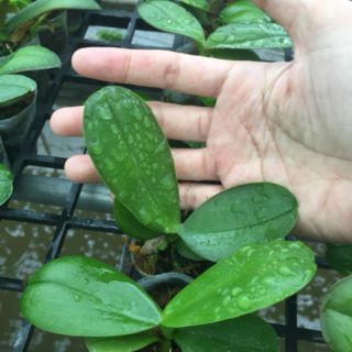 Hồ điệp giống