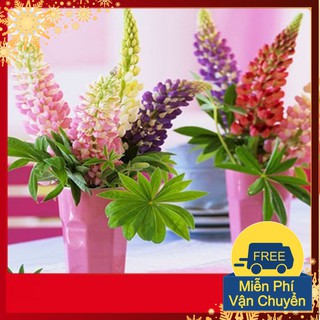 Hạt Giống Hoa Đậu Lupin Mix