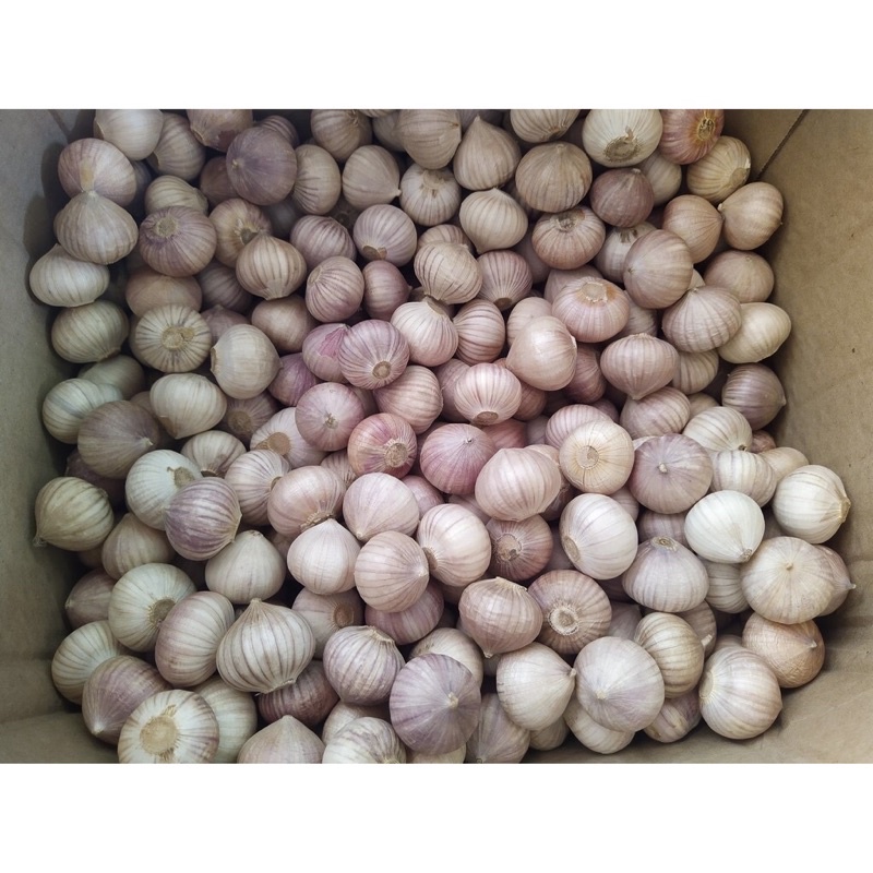 1 Kg Tỏi cô đơn, tỏi một nhánh củ to chắc - Hàng loại 1