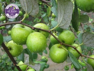 Cây táo giống ninh thuận siêu trái