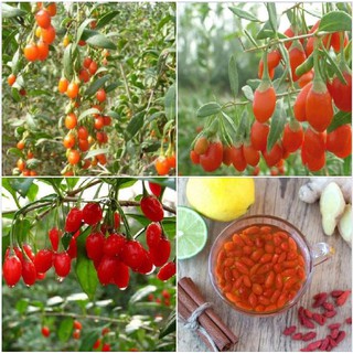Hạt giống câu kỷ tử - cây dược liệu - 1 gói 50 hạt