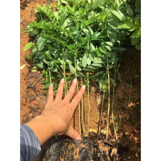 cây  giống sưa đỏ  (trồng hiệu quả kinh tê cao)