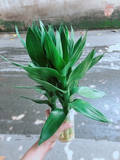 Phát Tài Búp Sen