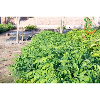 Cây Gõ Đỏ thuần chủng f1