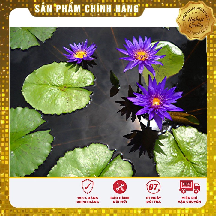 Set 5 Hạt Hoa Súng Mini Thái Lan