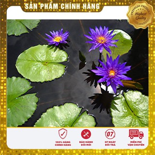 Set 5 Hạt Hoa Súng Mini Thái Lan