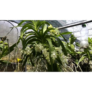 Lan rừng Mỹ dung dạ hương