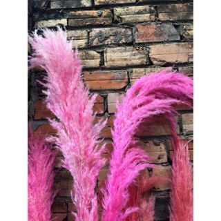 cỏ lau nhập khẩu màu hồng