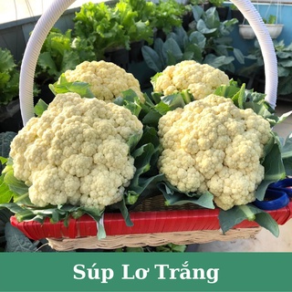 Hạt giống súp lơ trắng