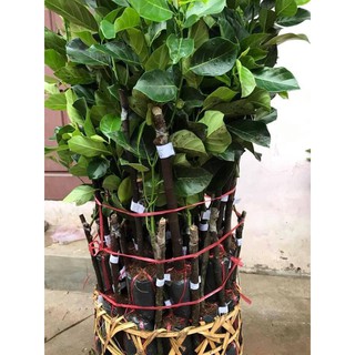 CÂY GIỐNG MÍT RUỘT ĐỎ
