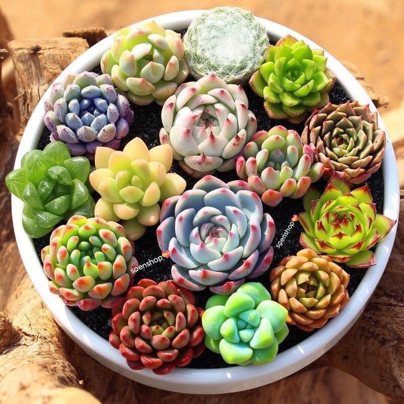 1 Sen Đá Mini Đà Lạt Mix - Hơn 200 Loại Giống Các Loại