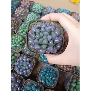 [HÀNG CHÍNH HÃNG] Hạt giống Hoa Sen đá MIX 50 Hạt