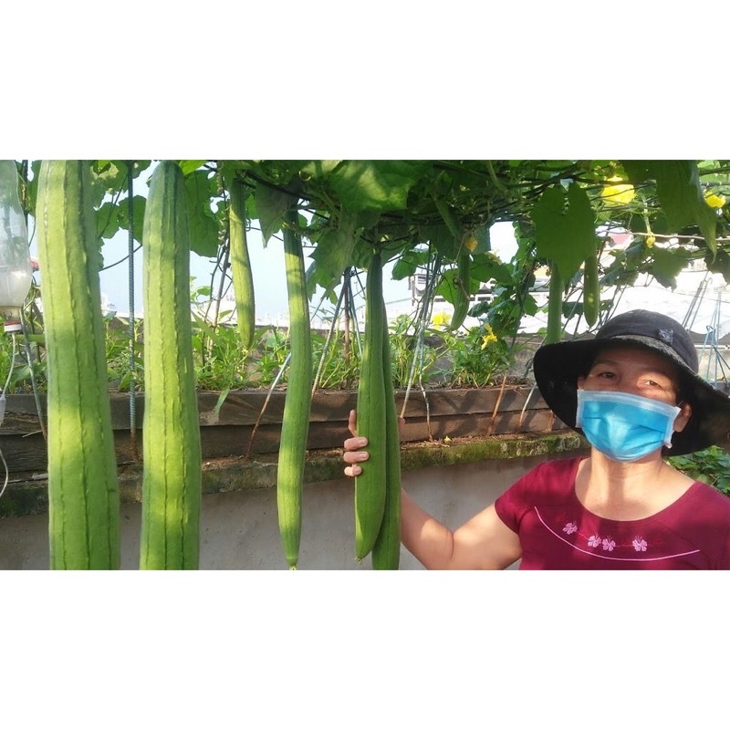 Hạt giống mướp hương cao sản F1, siêu sao quả