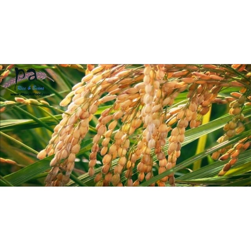 2kg gạo nếp cái hoa vàng Điện Biên (Vinaseed)