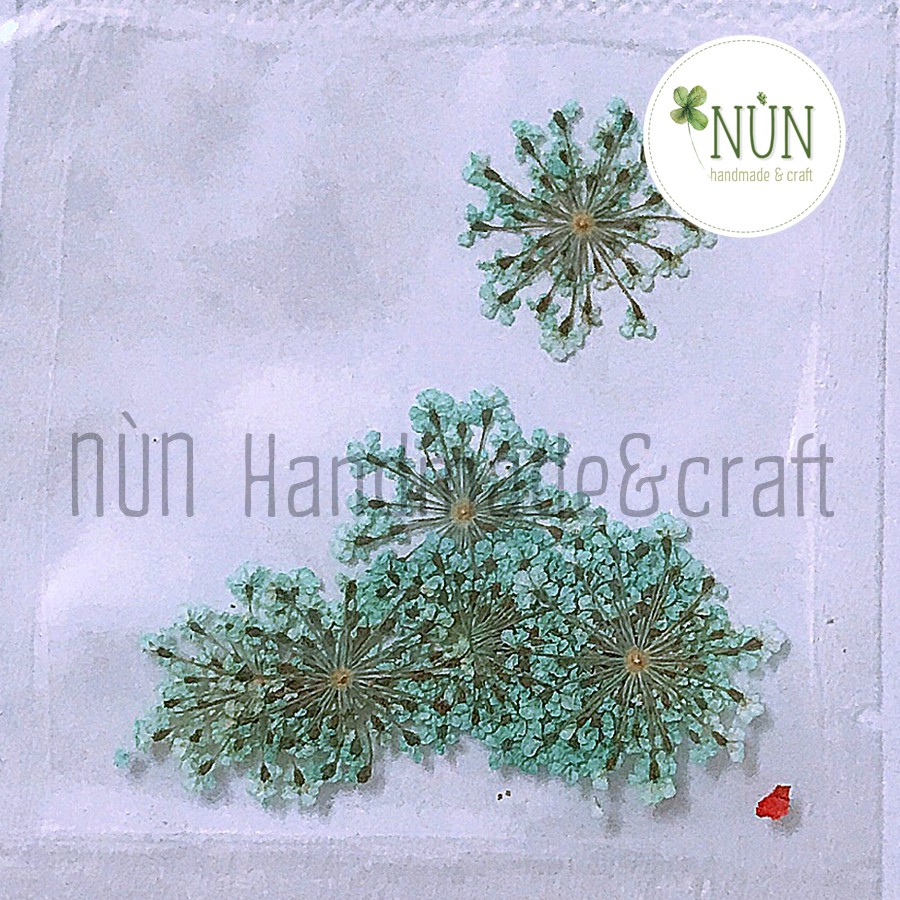 Set Hoa Anne Ép Khô Làm Handmade