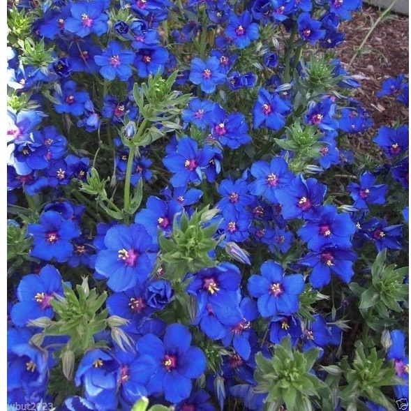 Hạt nhân xanh lưu ly xanh (Anagallis Arvensis Caerulea) Lớp phủ mặt đất, Chậu