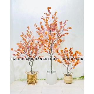 Cây bạch đàn lá vàng giả - hằng decor