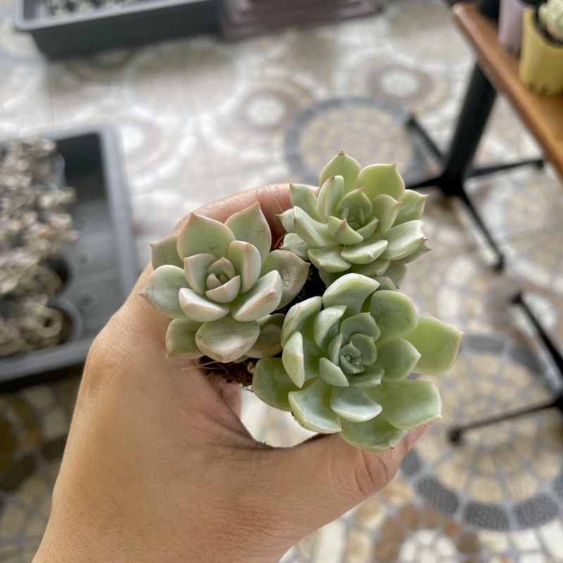 Sen Đá Mini Theo Màu