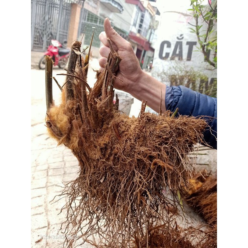 Cẩu tích