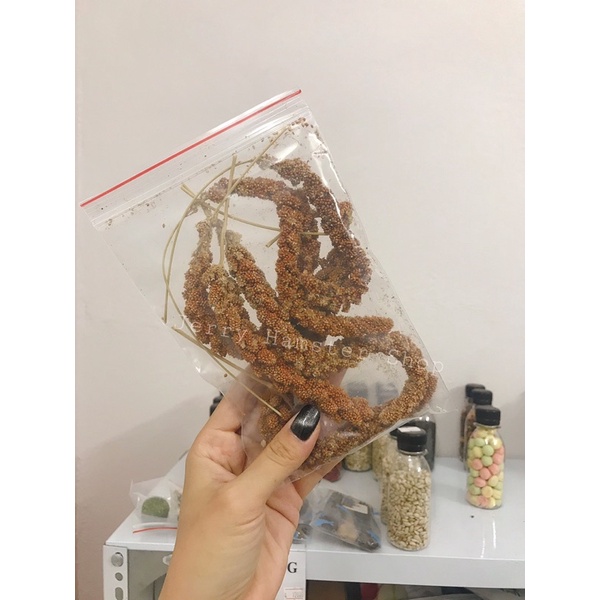 Kê mượt lông cho hamster