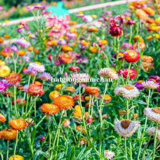 1 GRAM  - HẠT GIỐNG HOA BẤT TỬ MIX