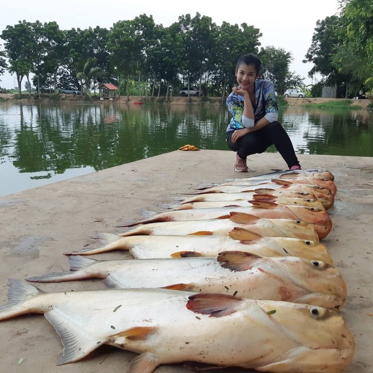 MỒI CÂU CÁ TRA MAYME 150ML, Chuyên dùng pha chế Cám Câu Cá Tra, Cháo Câu Cá Tra, Bún Câu Cá Tra