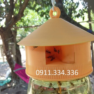 Bẫy Ruồi Vàng - Combo 5 bộ bẫy